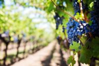 Le gouvernement fédéral lance un nouveau programme d’aide à l’intention du secteur vinicole canadien.
